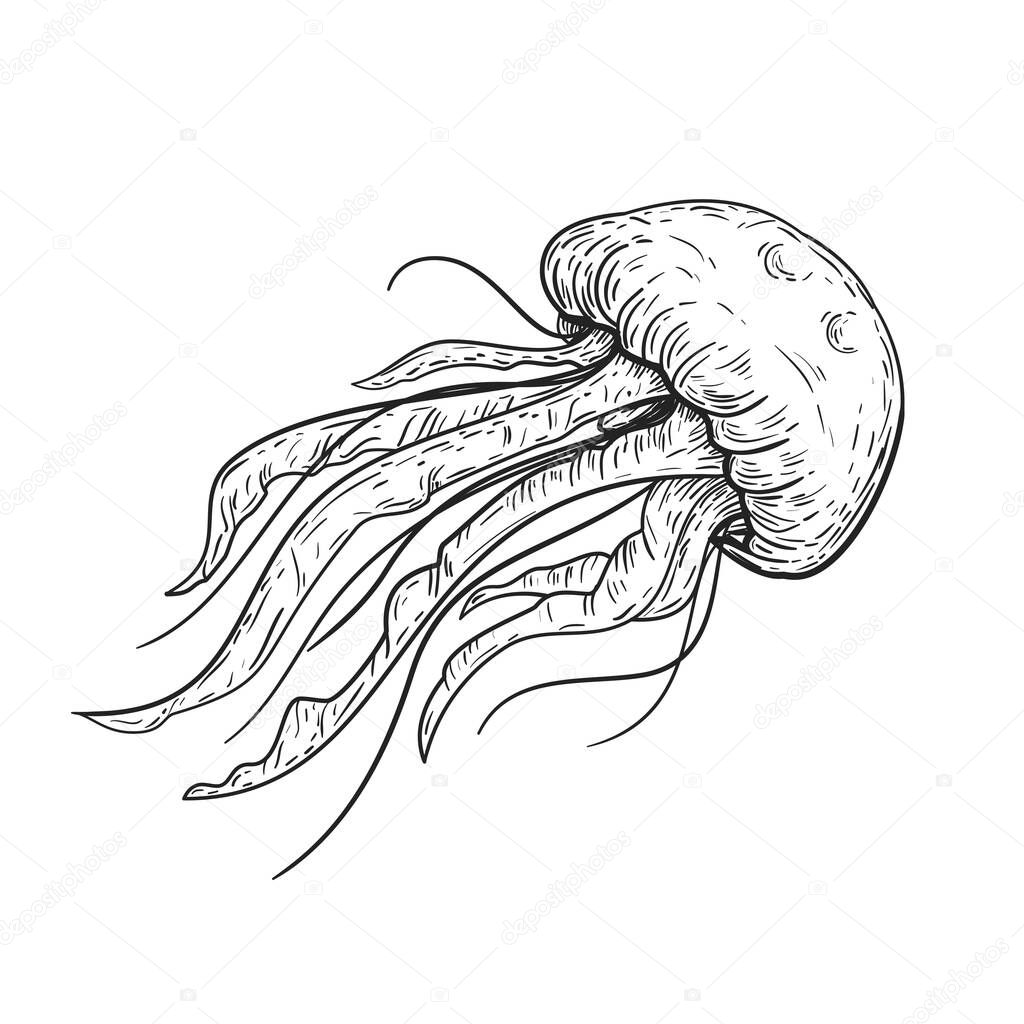Hand drawn vector sketch of jellyfish. Vintage illustration in line art style.