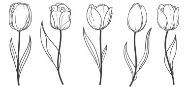 El çizimi lale dalları. Çiçekler beyaz arkaplanda izole edilmiş. Vintage vektör illüstrasyonu.