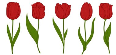 El çizimi lale dalları. Çiçekler beyaz arkaplanda izole edilmiş. Vintage vektör illüstrasyonu.