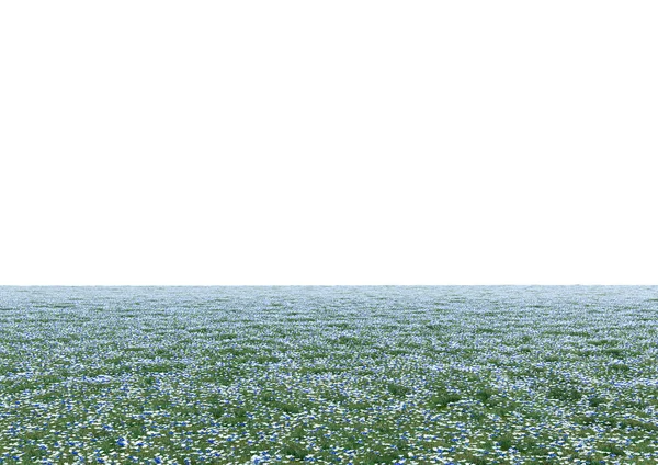 Realistyczne Puste Pole Kwiatowe Odizolowane Białym Tle Pozioma Czysta Panorama — Zdjęcie stockowe