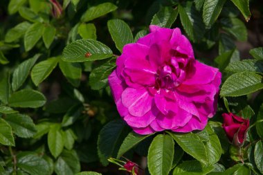 Yapraklarında küçük kırmızı bir uğur böceği olan parlak pembe bir güle yaklaş.