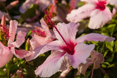 Güneşli bir günde çalılıklarda pembe çiçeklerin yakın çekimi