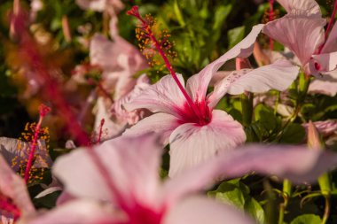 Güneşli bir günde çalılıklarda pembe çiçeklerin yakın çekimi