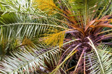 Güneşli bir günde yapraklara yakın ve bir palmiye ağacının gövdesine.