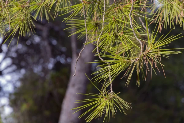 晴れた日の緑と青の背景に松の葉の詳細 — ストック写真
