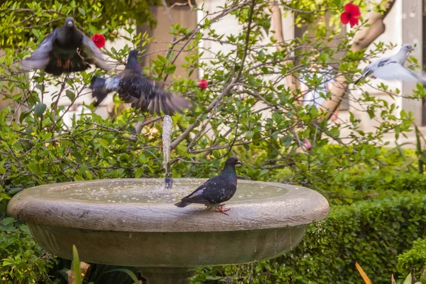 Close Fountain Park Pigeons Perching Flying Sunny Day — Stock Photo, Image