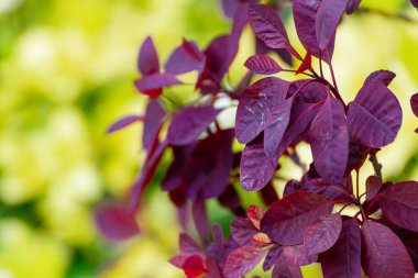 Bulanık yeşil ve sarı arkaplana karşı kırmızı yapraklardan oluşan bir grubun yakın çekimi