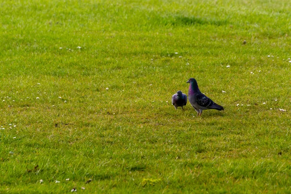Gros Plan Deux Pigeons Gris Marchant Sur Herbe Par Une — Photo