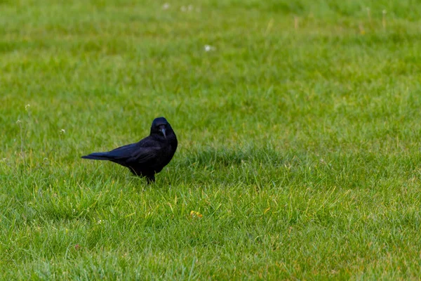 緑の野の真ん中に立っている黒いカラスのクローズアップ — ストック写真