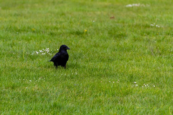 Close Black Crow Standing Middle Green Field — Stock Photo, Image