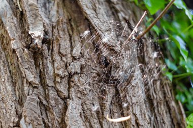 Bir ağacın gövdesinin önündeki örümcek ağına yakın çekim