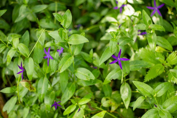 Groupe Petites Fleurs Violettes Dans Quelques Feuilles Vertes — Photo