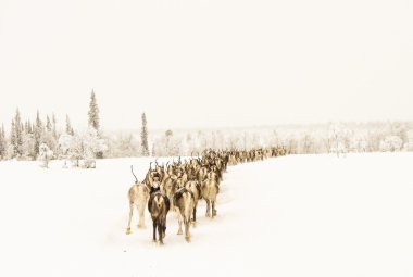 Teindeers eve gitmek