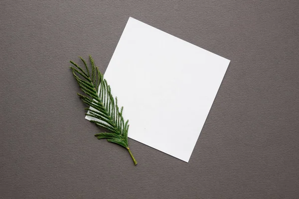 Gri arka planda bir yaprak beyaz kağıt ve bir tutam mimoza yatıyor.