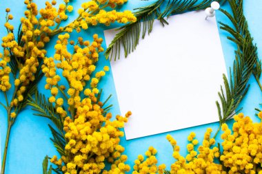 Mimoza çiçeği ve bir düğmeye bağlı beyaz yaprak mavi bir arkaplanda yatıyor.