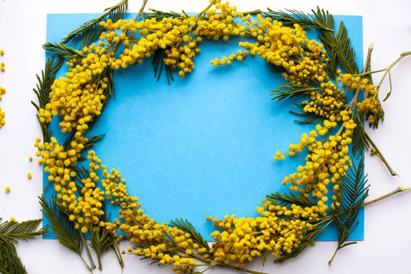 Mimosa, mavi arka planda oval bir formda serilmiştir..