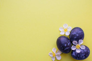 Mavi renkli Paskalya yumurtaları sarı arka planda yatar. Uzay boyalı yumurtalar. Çiçekler.