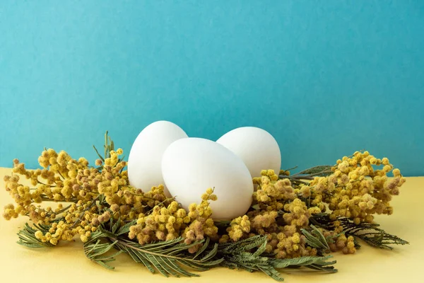 Paskalya yumurtaları mimoza filizlerinde yatar.