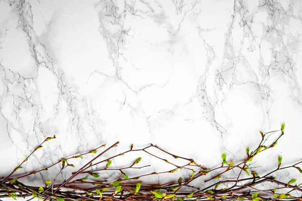 Göbek ve açık yeşil yapraklı huş dalları açık arkaplanda çiçek açıyor.