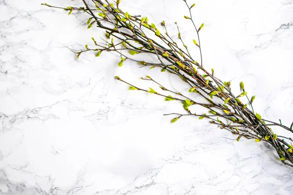 Göbek ve açık yeşil yapraklı huş dalları açık arkaplanda çiçek açıyor.