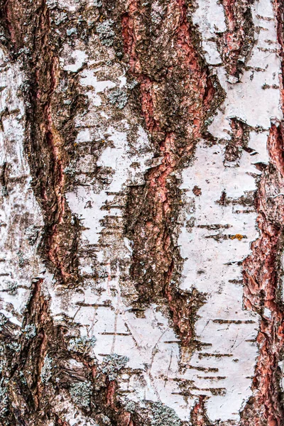 Ağaç gövdesi. Parkta bir ağaç. Kabuk siyah beyaz arkaplan