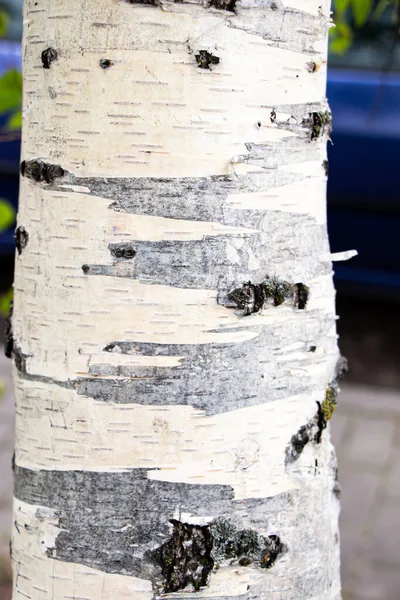 Ağaç gövdesi. Parkta bir ağaç. Kabuk siyah beyaz arkaplan