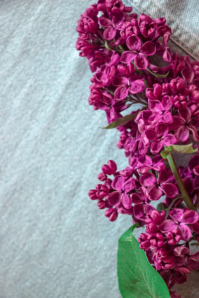 mavi arka plan. Koyu mor leylak çiçekleri. Leylak dalı ve yeşil yaprak