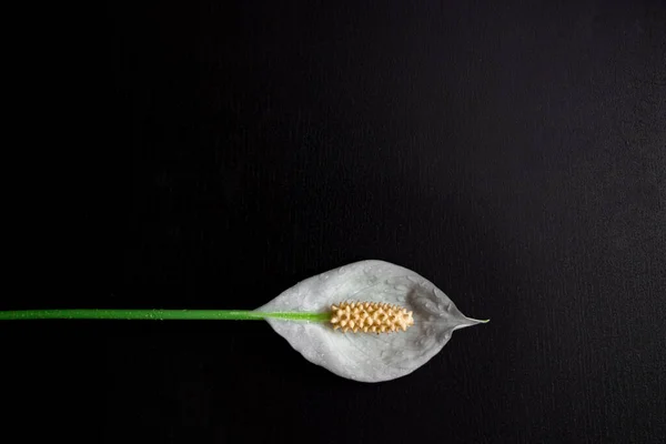 Siyah arka plan. Mesajın için yer aç. Spatthiphyllum koyu arkaplanda beyazdır..