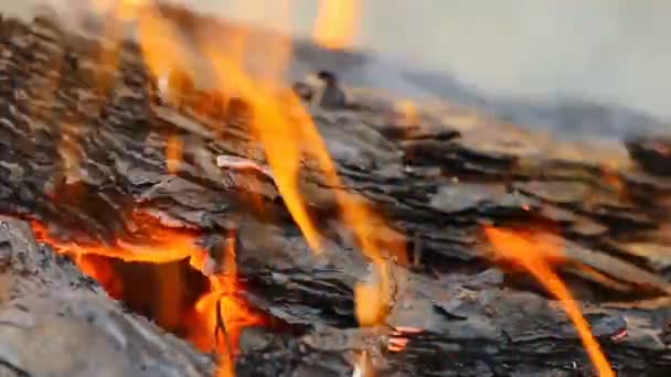 Feuer und brennendes Brennholz — Stockvideo