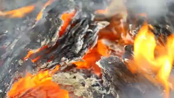 Feuer und brennendes Brennholz — Stockvideo