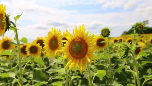 Champ de tournesols en fleurs
