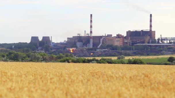 Campo agrícola semeado trigo e fumaça da chaminé da fábrica metalúrgica sobe para o céu, poluindo a atmosfera — Vídeo de Stock