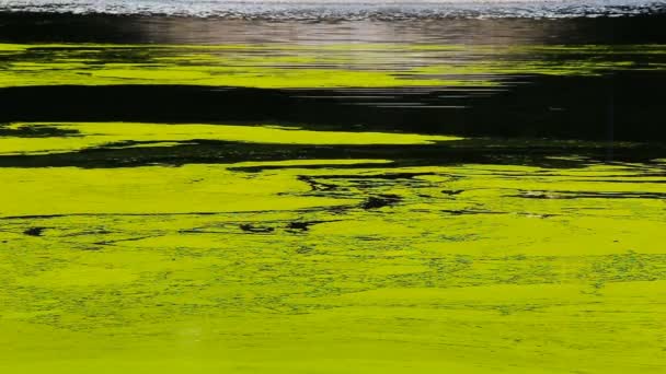 Zelené kvetoucí voda jezera v horkém počasí — Stock video