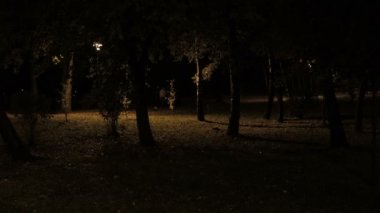 Sonbahar akşam parkı. Karanlık ruh hali yağmur ormanı sahnesi. Ürkütücü şehir parkı manzarası.