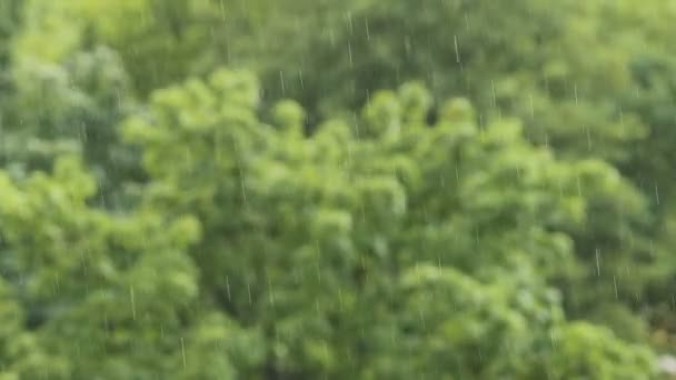 Lluvia Cálida Verano Gotas Agua Árboles Verdes Fondo Temporada Verano — Vídeo de stock