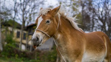 Genç, kahverengi ve beyaz atın dili kırsalda geziyor.