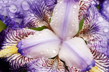 Güzel çiçek açan Iris çiçek yakın çekim