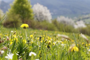 Bahar çayır dandelions, doğa ile