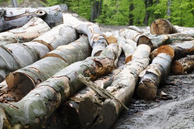  günlüğe kaydetme, ağaç, Kereste Sanayi felling