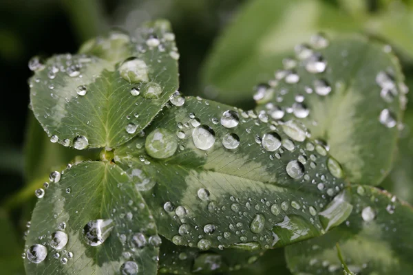 Erba fresca verde con gocce di rugiada da vicino — Foto Stock