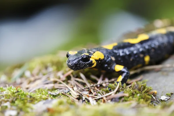 Salamander in freier Wildbahn — Stockfoto