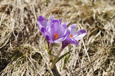 Bahar, çiçekler, çiçek açan renkli çiğdemler