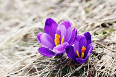 Bahar, çiçekler, çiçek açan renkli çiğdemler