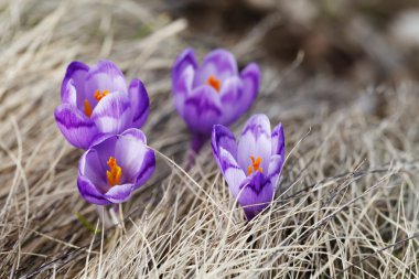 Bahar, çiçekler, çiçek açan renkli çiğdemler