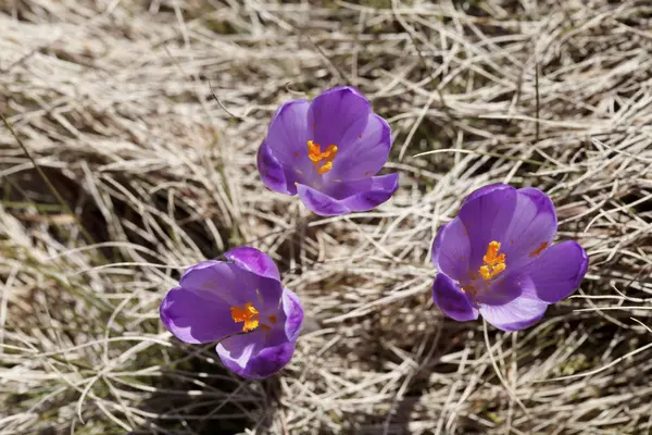 Spring ,  flowers, colorful crocuses blooming — Stock Photo, Image