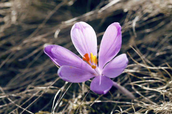 春、花の咲くカラフルなクロッカス — ストック写真