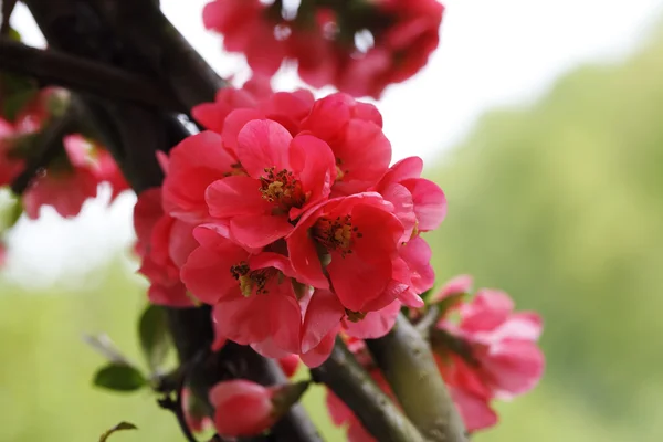 The bright red  flowers in spring — Stock Photo, Image