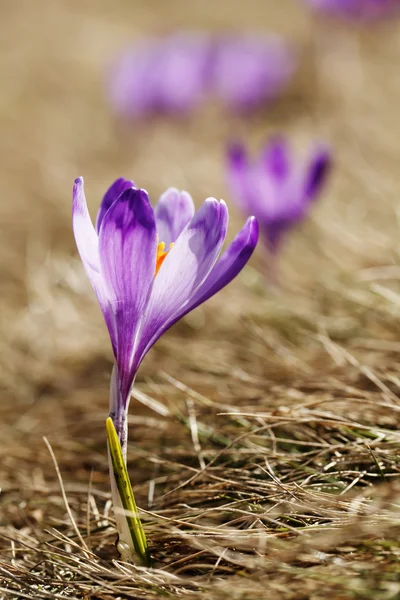 Printemps, fleurs, crocus colorés en fleurs — Photo