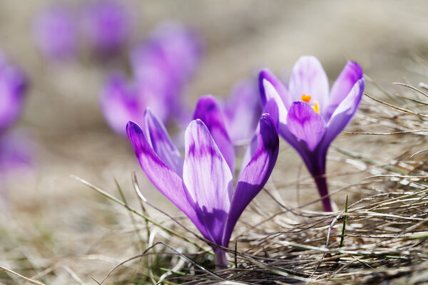 Весна, цветы, цветущие крокусы
