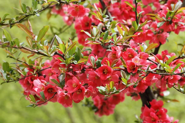The bright red  flowers in spring — Stock Photo, Image